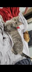 Lost Female Cat last seen Heritage Trace apmts, Brookland, AR 72417