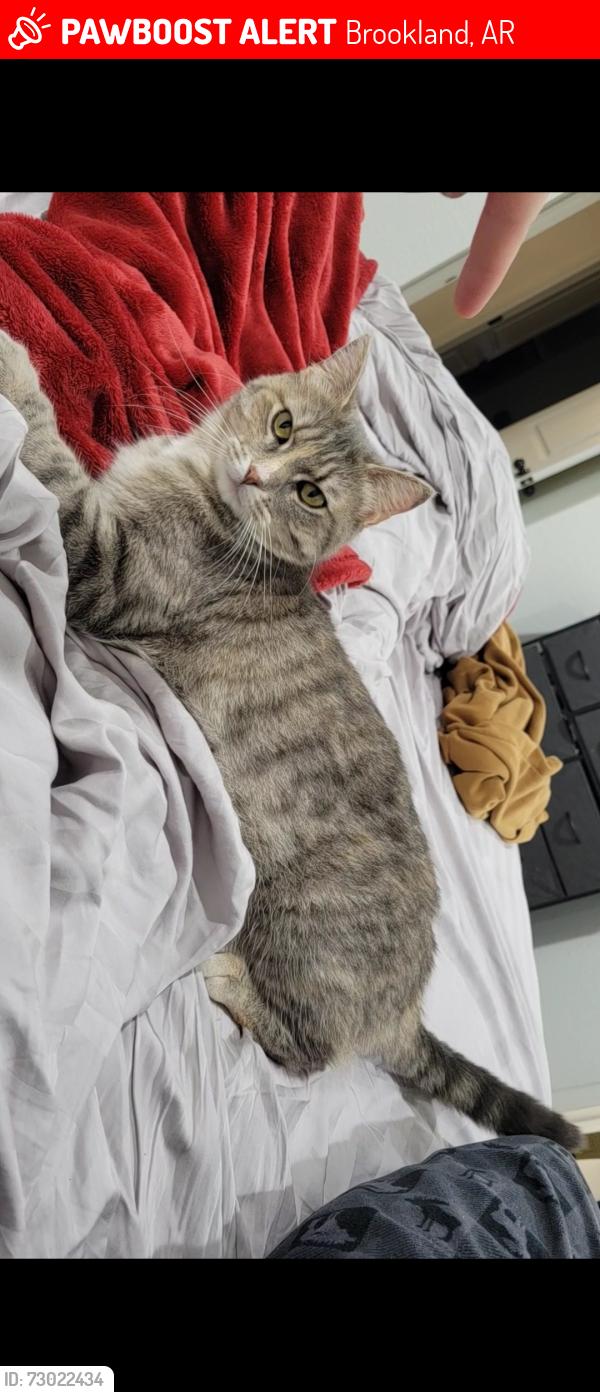 Lost Female Cat last seen Heritage Trace apmts, Brookland, AR 72417