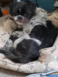 Lost Male Dog last seen Davie It's near Transfer Co Foodhall, Raleigh, NC 27601