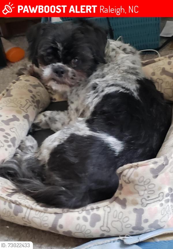 Lost Male Dog last seen Davie It's near Transfer Co Foodhall, Raleigh, NC 27601