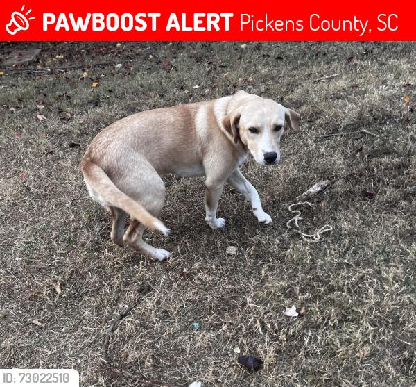 Lost Female Dog last seen Near loopers barn in Pickens, Pickens County, SC 29671