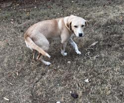 Lost Female Dog last seen Near loopers barn in Pickens, Pickens County, SC 29671