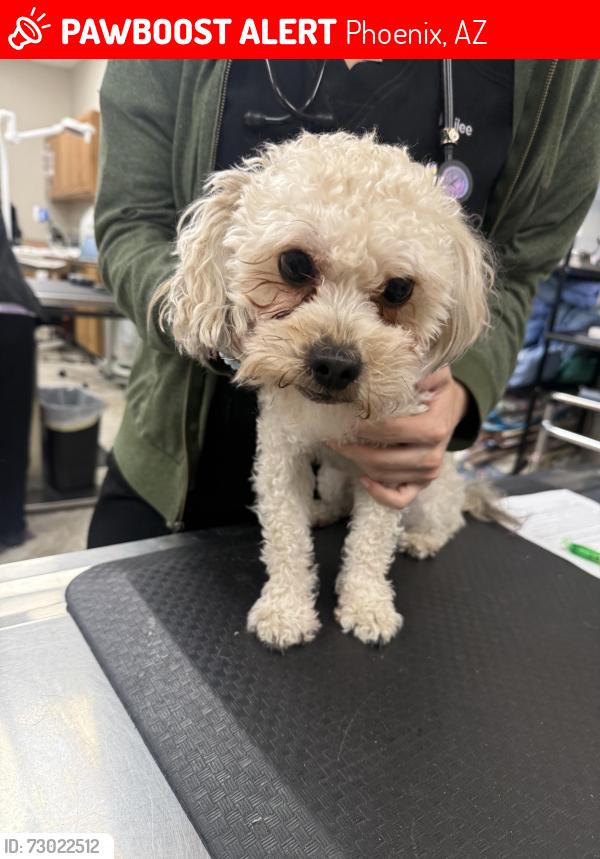 Lost Male Dog last seen Bethany Home Rd & 7th St, Phoenix, AZ 85012
