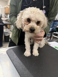 Lost Male Dog last seen Bethany Home Rd & 7th St, Phoenix, AZ 85012