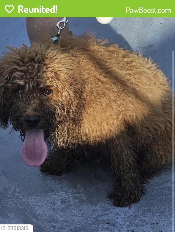 Reunited Male Dog last seen Serko and 63, Coconut Creek, FL 33066