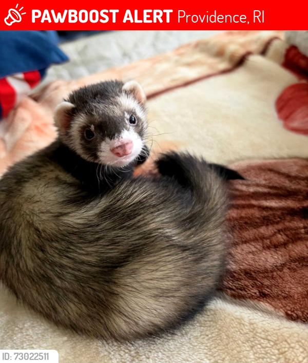Lost Male Ferret last seen Hanover St, Providence, RI 02907
