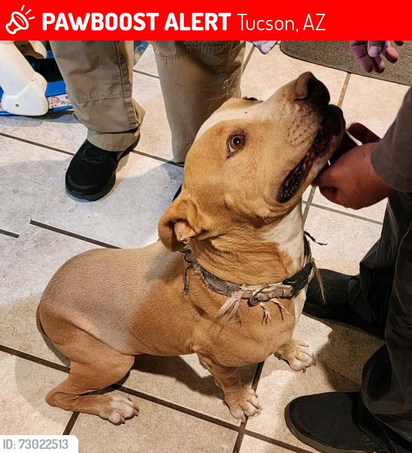Lost Male Dog last seen Near E 20th St, Tucson, AZ 85716