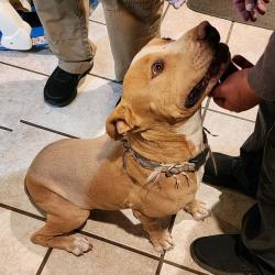 Lost Male Dog last seen Near E 20th St, Tucson, AZ 85716