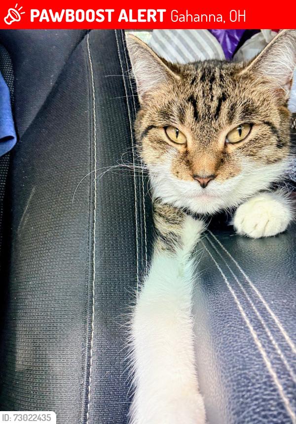 Lost Female Cat last seen Morse road, Hamilton road, giant eagle , Gahanna, OH 43230