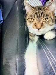 Lost Female Cat last seen Morse road, Hamilton road, giant eagle , Gahanna, OH 43230