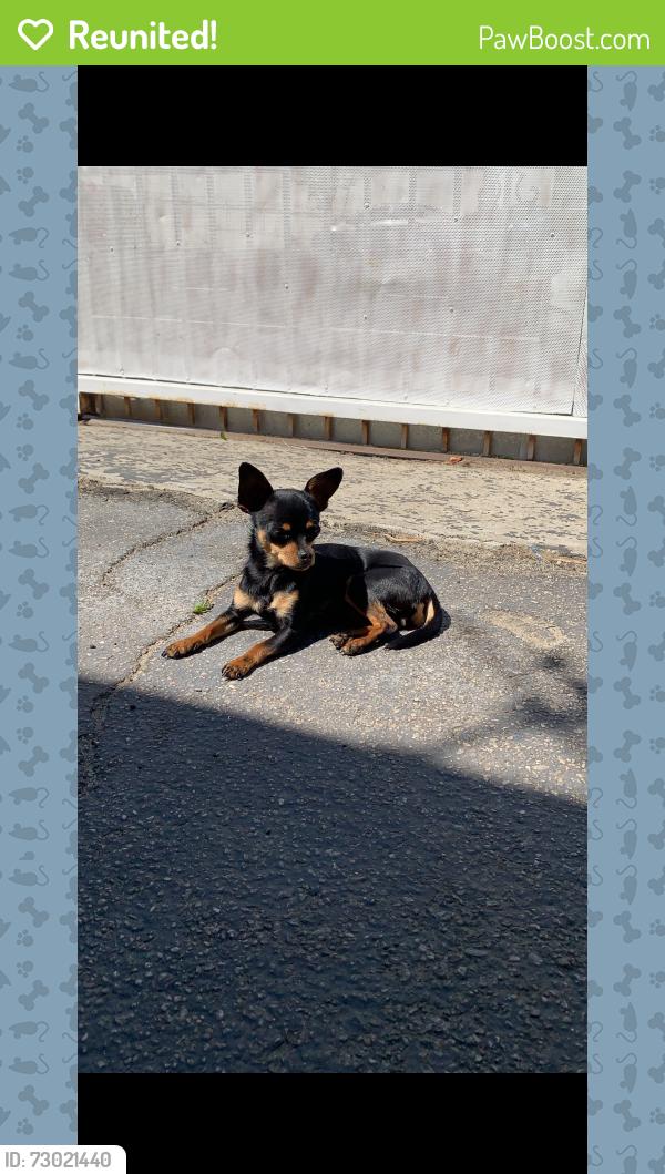 Reunited Female Dog last seen Lankershim & Strathern , Los Angeles, CA 91605