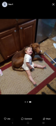 Lost Male Dog last seen Near miracle Mile drive, Anderson, SC 29621