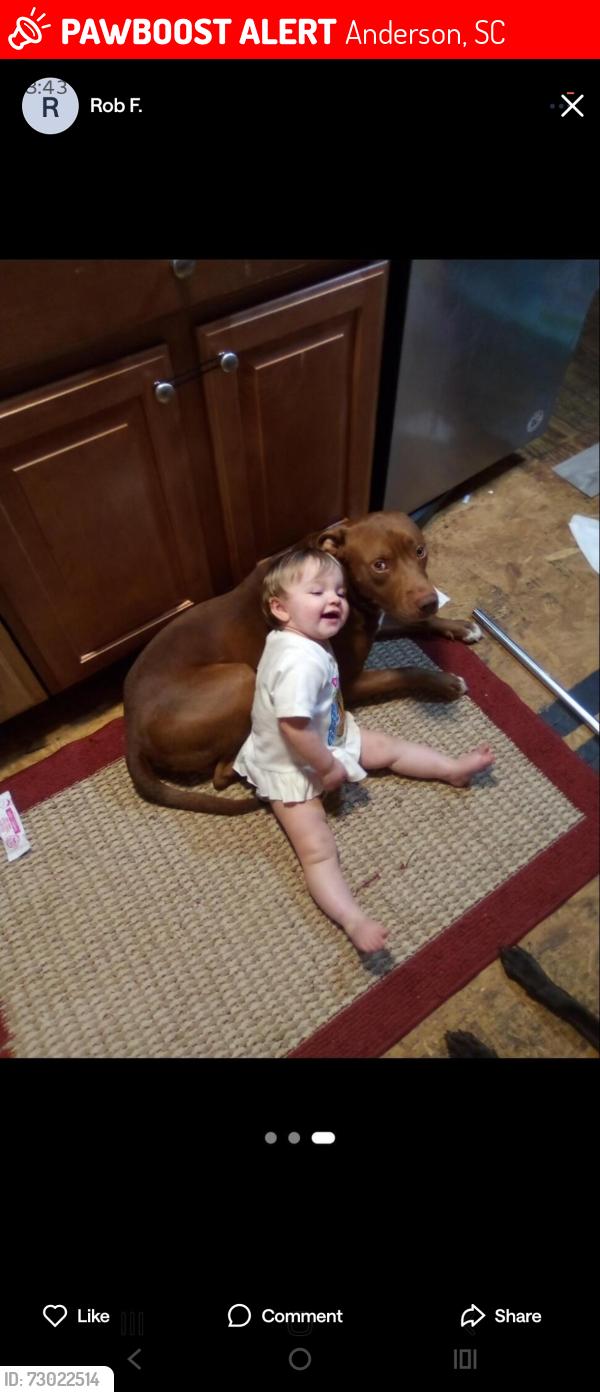 Lost Male Dog last seen Near miracle Mile drive, Anderson, SC 29621