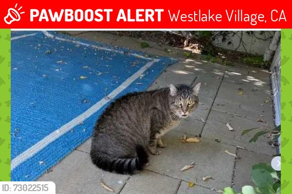 Lost Female Cat last seen Langspur Ct, Westlake Village, CA 91361