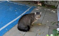Lost Female Cat last seen Langspur Ct, Westlake Village, CA 91361