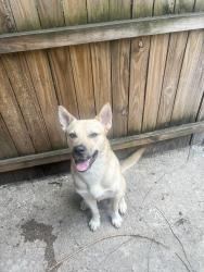 Reunited Male Dog last seen Near Cecil b Moore ave, Philadelphia, PA 19121