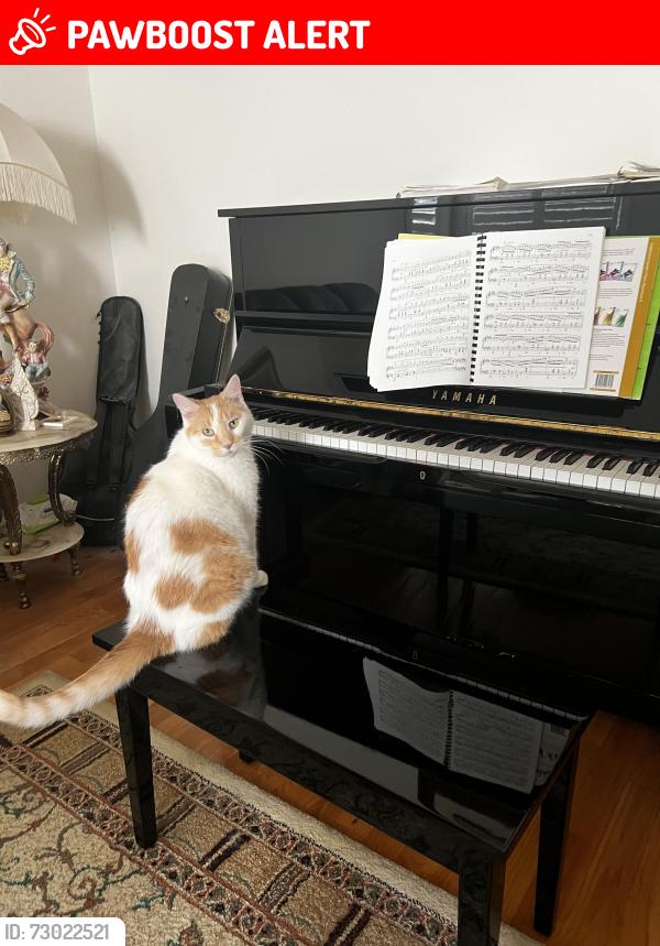 Lost Male Cat last seen Elgin Mills and Bayview, by the Starbucks plaza, Richmond Hill, ON L4S 2G8