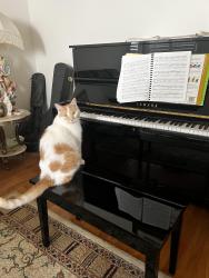 Lost Male Cat last seen Elgin Mills and Bayview, by the Starbucks plaza, Richmond Hill, ON L4S 2G8