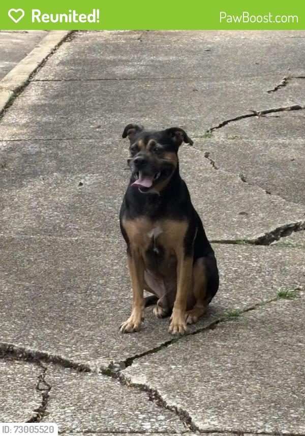 Reunited Male Dog last seen Morningside Park, Knoxville, TN 37915