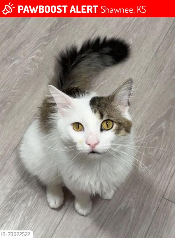 Lost Male Cat last seen Dixie Hills - 67th Midland, Shawnee, KS 66216
