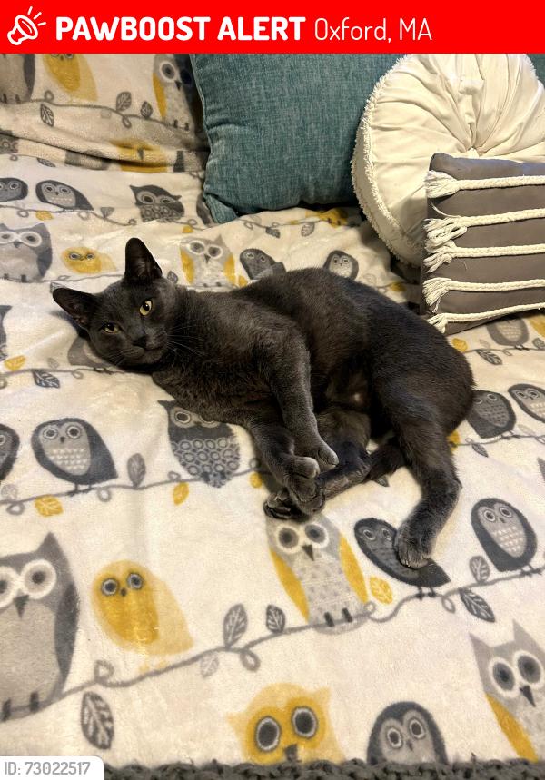 Lost Male Cat last seen Polonia drive and Clara Barton road, Oxford, MA 01537