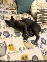 Lost Male Cat last seen Polonia drive and Clara Barton road, Oxford, MA 01537