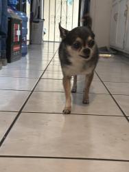 Reunited Female Dog last seen Ramona and basye st , El Monte, CA 91732