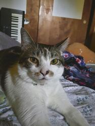 Reunited Male Cat last seen Taylor Road, Columbus, OH 43232