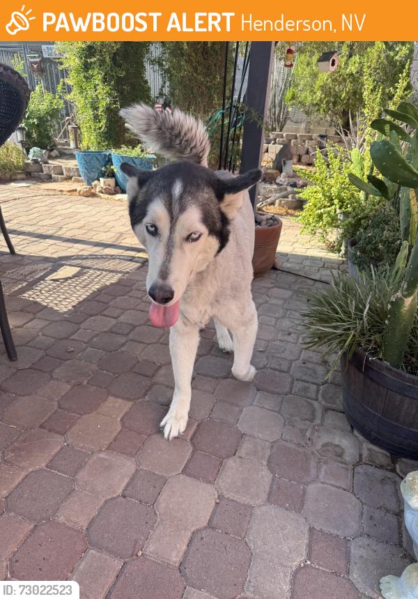 Found/Stray Unknown Dog last seen Pacific and Rochell, Henderson, NV 89015