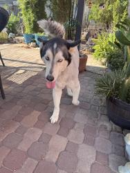 Found/Stray Unknown Dog last seen Pacific and Rochell, Henderson, NV 89015