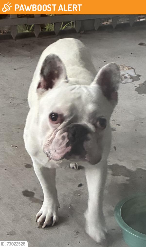 Found/Stray Unknown Dog last seen Haven and Lemon, Rancho Cucamonga, CA 91737
