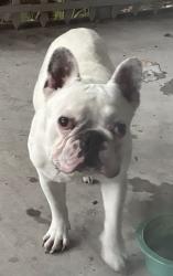 Found/Stray Unknown Dog last seen Haven and Lemon, Rancho Cucamonga, CA 91737