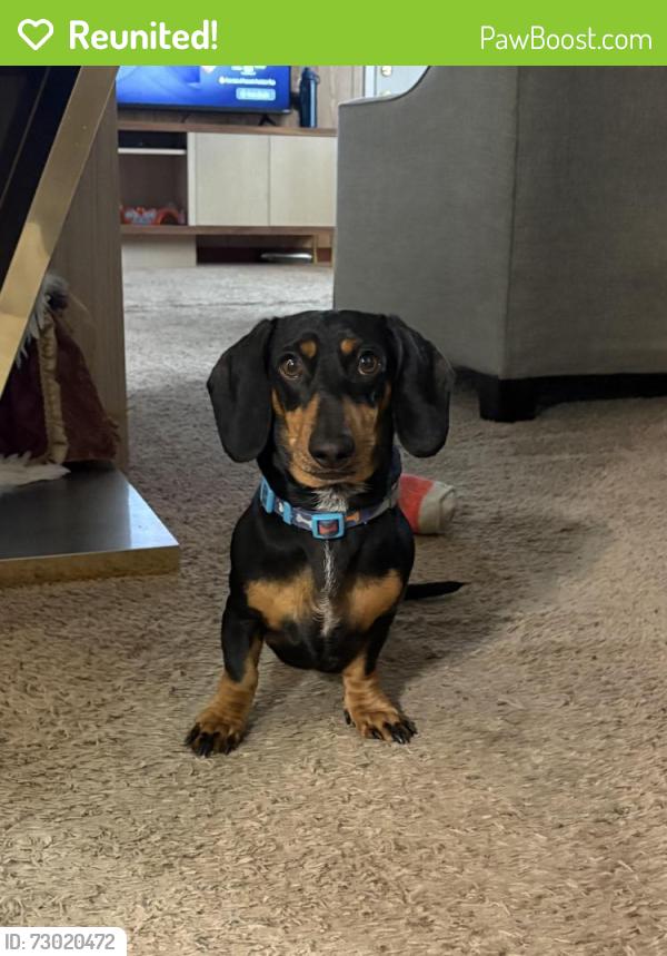 Reunited Male Dog last seen Near hillside avenue, Airmont, NY 10952