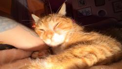Reunited Male Cat last seen Robson and Purcell , Coquitlam, BC V3E