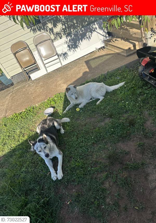 Lost Unknown Dog last seen Near 3rd Avenue Judson Greenville SC 29611, Greenville, SC 29611