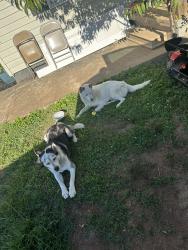 Lost Unknown Dog last seen Near 3rd Avenue Judson Greenville SC 29611, Greenville, SC 29611