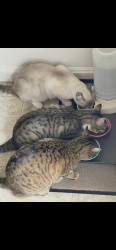 Reunited Male Cat last seen Edgewood and Bishop off State St. Eagle, Eagle, ID 83616