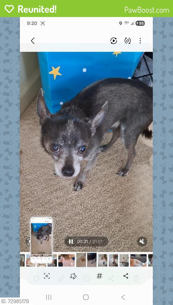 Reunited Male Dog last seen Spencer mtn rd, Gastonia, NC 28120