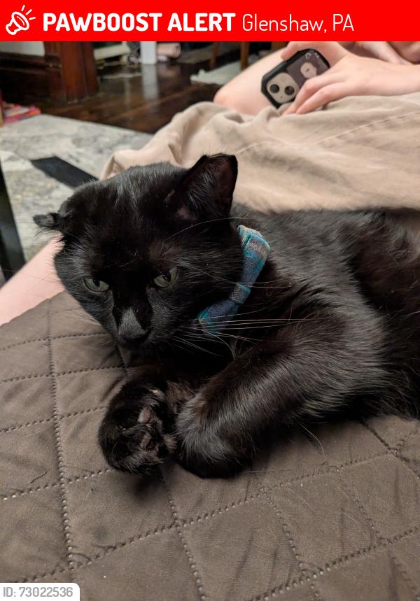 Lost Male Cat last seen Wilson street, Glenshaw, PA 15116
