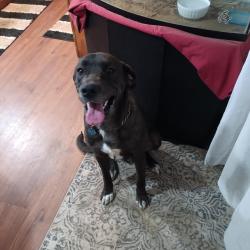 Lost Male Dog last seen Wadesboro, Tallahassee, FL 32309