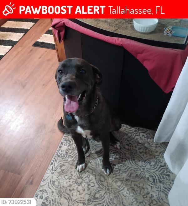 Lost Male Dog last seen Wadesboro, Tallahassee, FL 32309