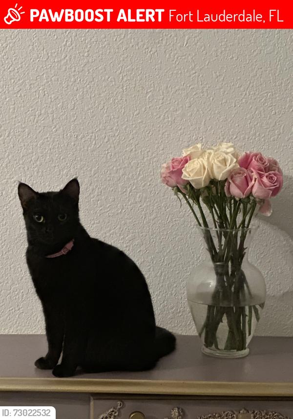 Lost Female Cat last seen 12th place, Fort Lauderdale, FL 33316
