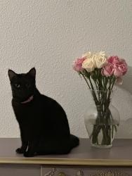 Lost Female Cat last seen 12th place, Fort Lauderdale, FL 33316