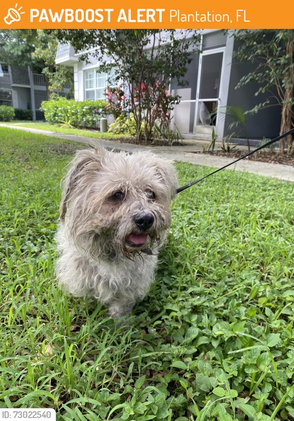 Found/Stray Female Dog last seen Pine terrace & Oleander drive area in Plantation Fl, Plantation, FL 33317
