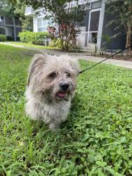 Found/Stray Female Dog last seen Pine terrace & Oleander drive area in Plantation Fl, Plantation, FL 33317