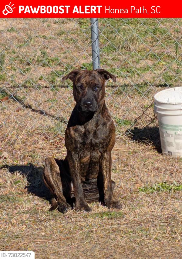 Lost Female Dog last seen Alewine st honea path sc, Honea Path, SC 29654