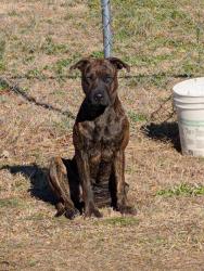 Lost Female Dog last seen Alewine st honea path sc, Honea Path, SC 29654