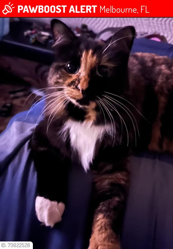 Lost Female Cat last seen White oak circle, Melbourne, FL 32934