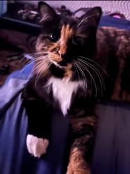 Lost Female Cat last seen White oak circle, Melbourne, FL 32934