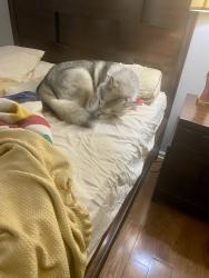 Lost Male Dog last seen Welbron Dr and Covington Highway, Decatur, GA 30035